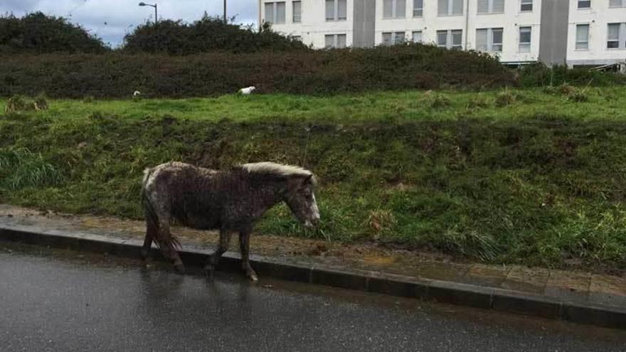 Uno de los burros abandonados, paseando ayer por una de las calles de La Vallina.