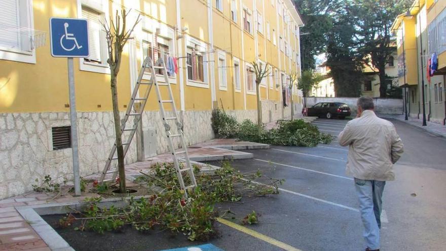 Podan los árboles en la calle Peñamellera de Llanes