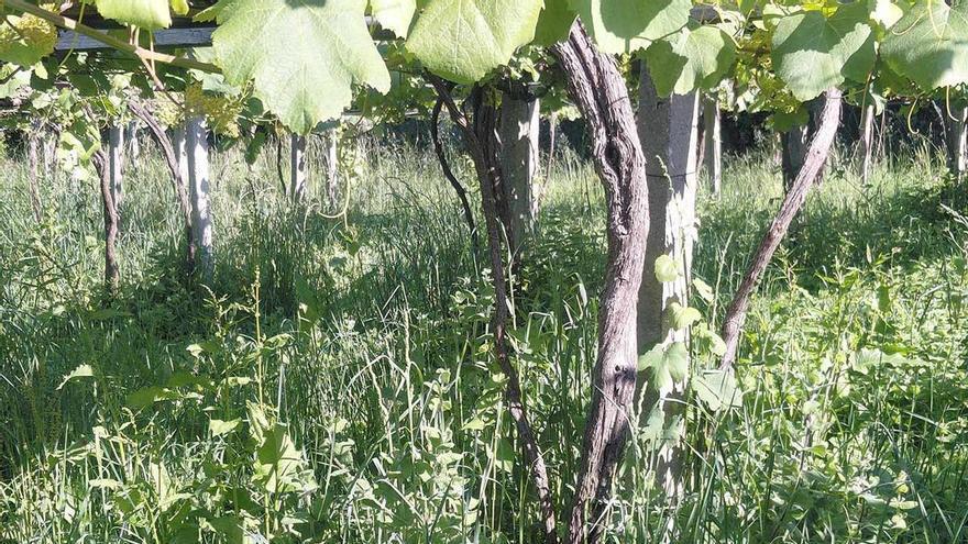 El aire sahariano puede homogeneizar la floración de la vid en Rías Baixas