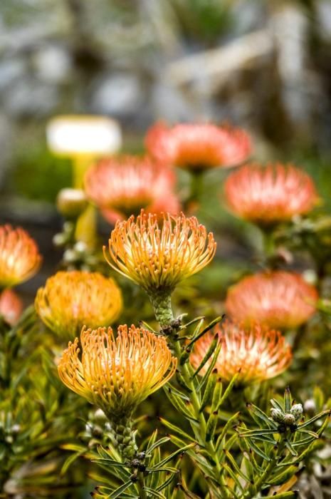 Plantación de proteas