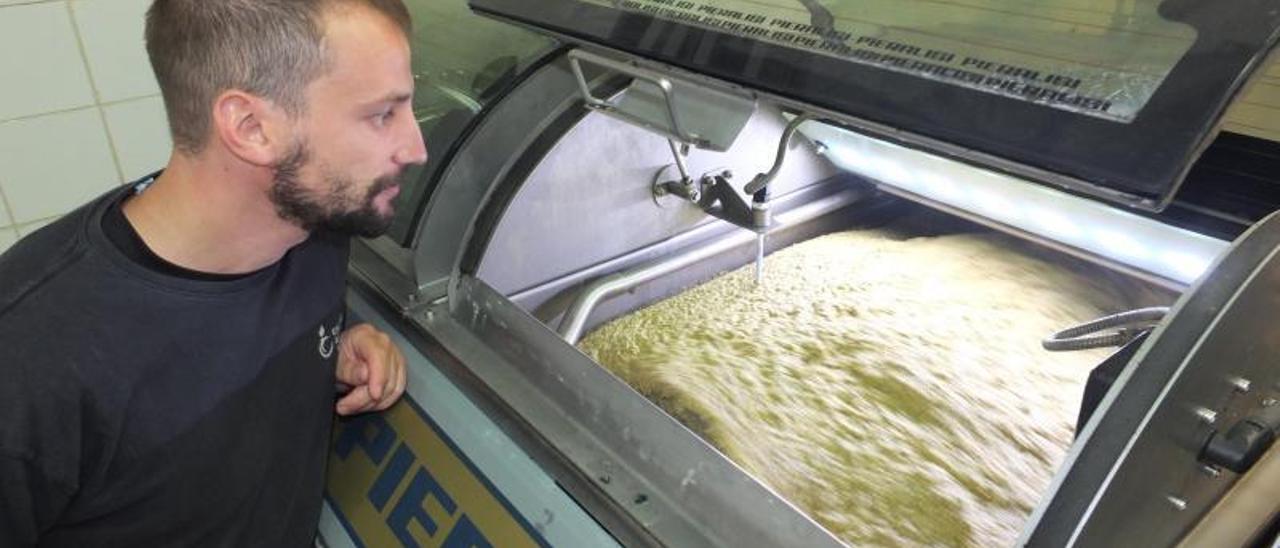 Un operario de la cooperativa de Sóller observa la pasta de la que saldrá el aceite virgen.