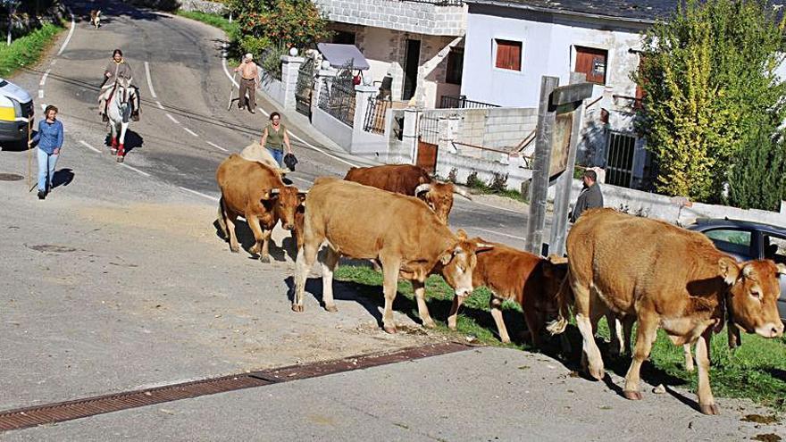 Vacas y caballos por el casco urbano camino de Asturianos. | A. S. 