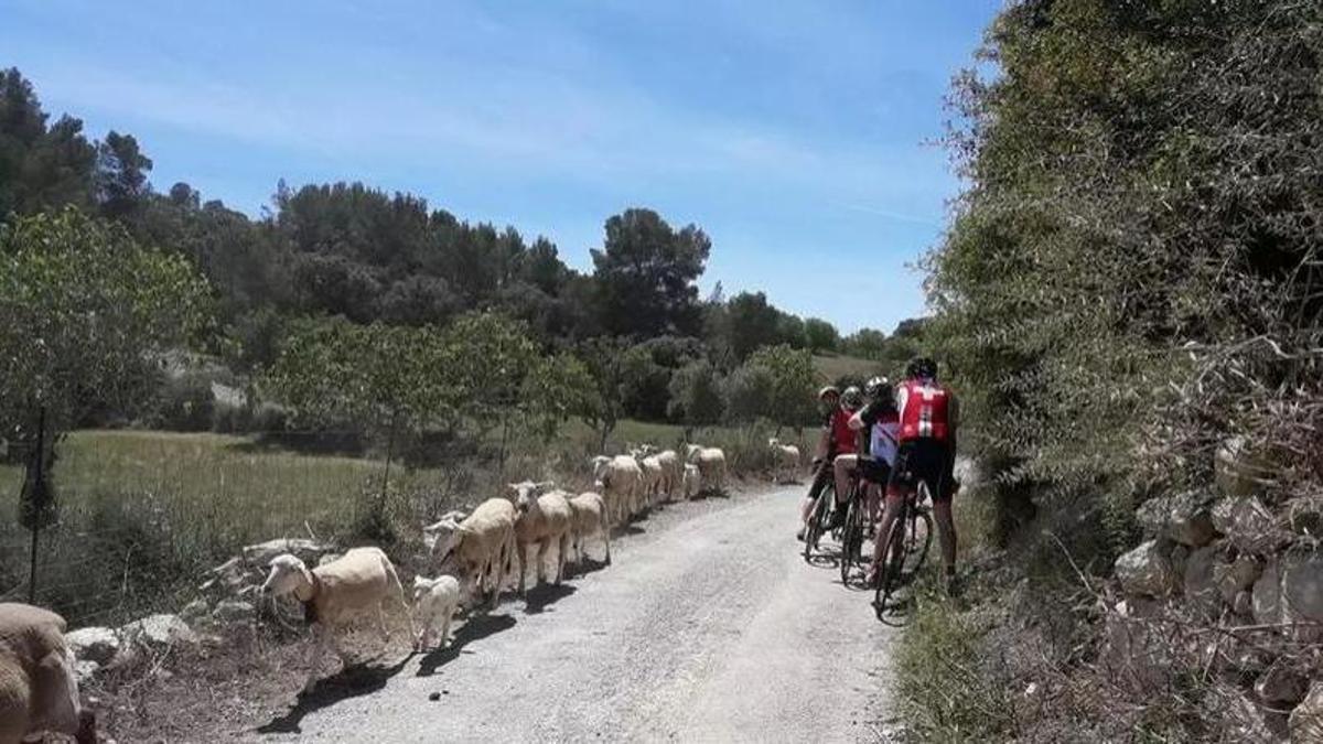 Radsportler auf einem ländlichen Weg auf Mallorca