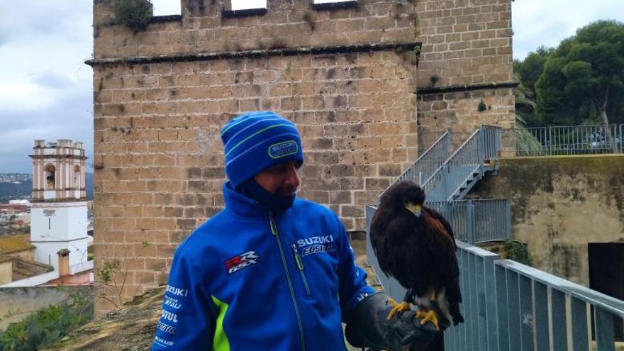 Aves rapaces en el castillo de Dénia: «Los turistas se hacen fotos con el águila»