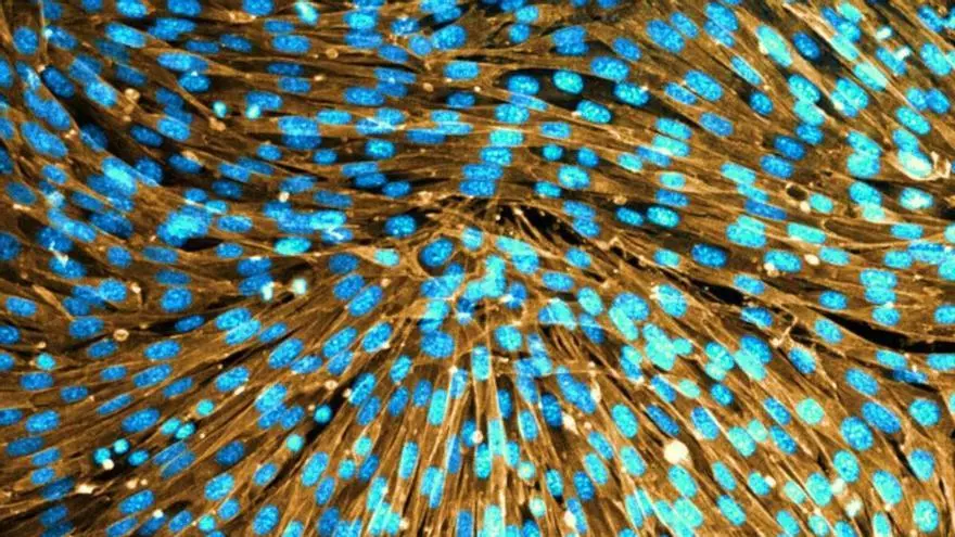 Així és la tècnica que permet crear teixits vius capaços de canviar de forma de manera programada