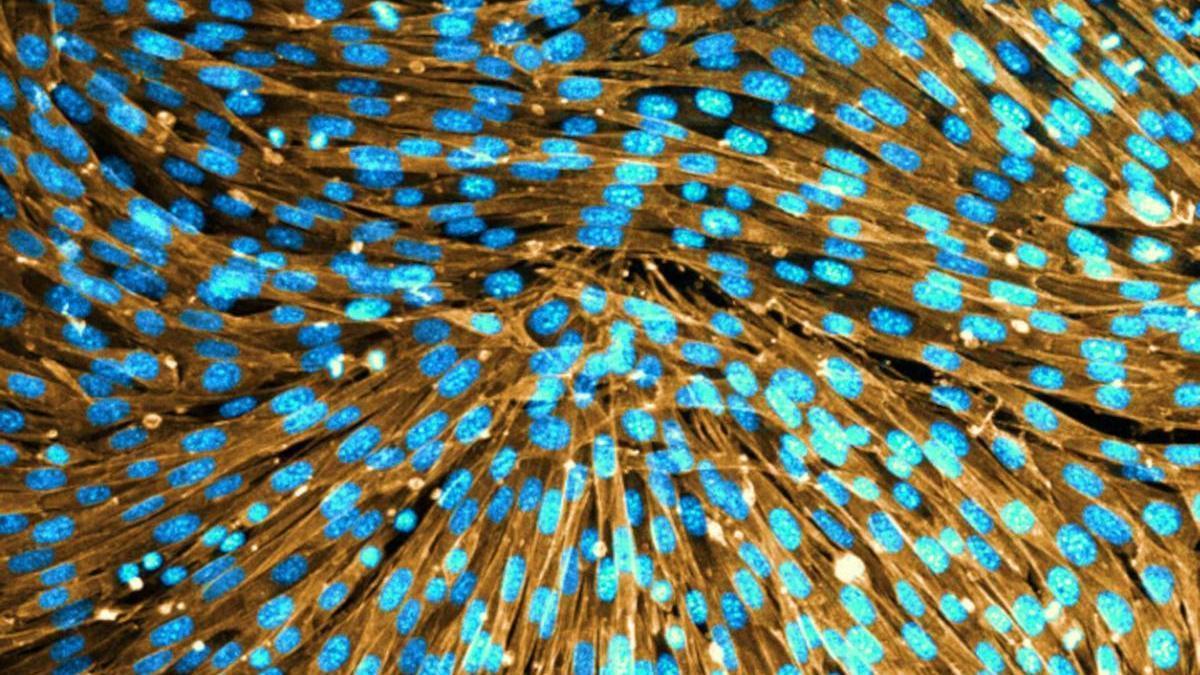 Així és la tècnica que permet crear teixits vius capaços de canviar de forma de manera programada