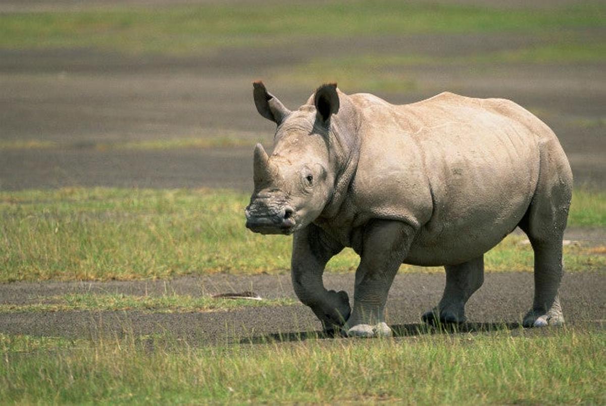 Zoológico Viena (Austria)