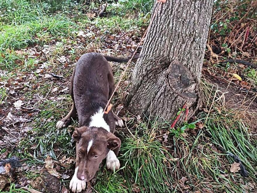 Perro abandonado y atado a un árbol en el exterior del refugio.