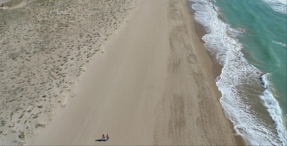 Les platges de l’AMB actuen com a reserva de papallones, segons un estudi