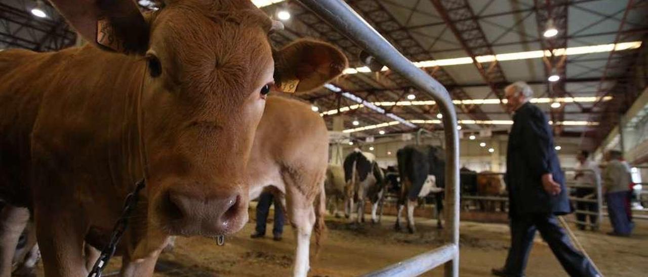 Reses en para ser vendidas en la Central Agropecuaria de Galicia, en Silleda. // Bernabé/Gutier