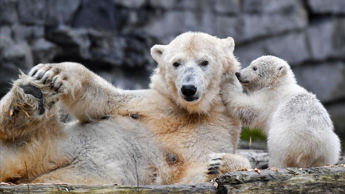 El osezno que nació el 1 de diciembre de 2018 juega tranquilamente con su madre Tonja en el zoo de Berlin.