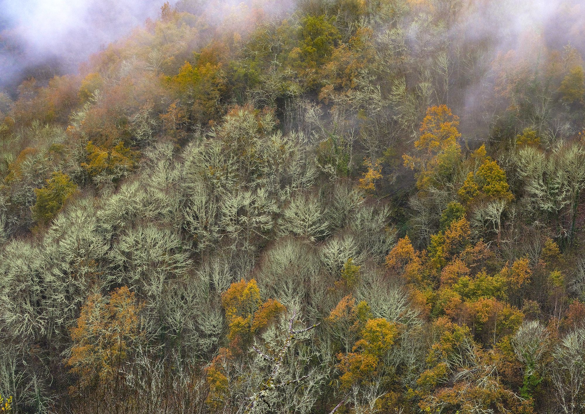 Pico Penaboa-Pia Paxaro. Bosques de Ferreirós