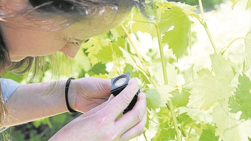 El Consejo Regulador alerta de nuevas manchas de mildiu en viñedos del marco