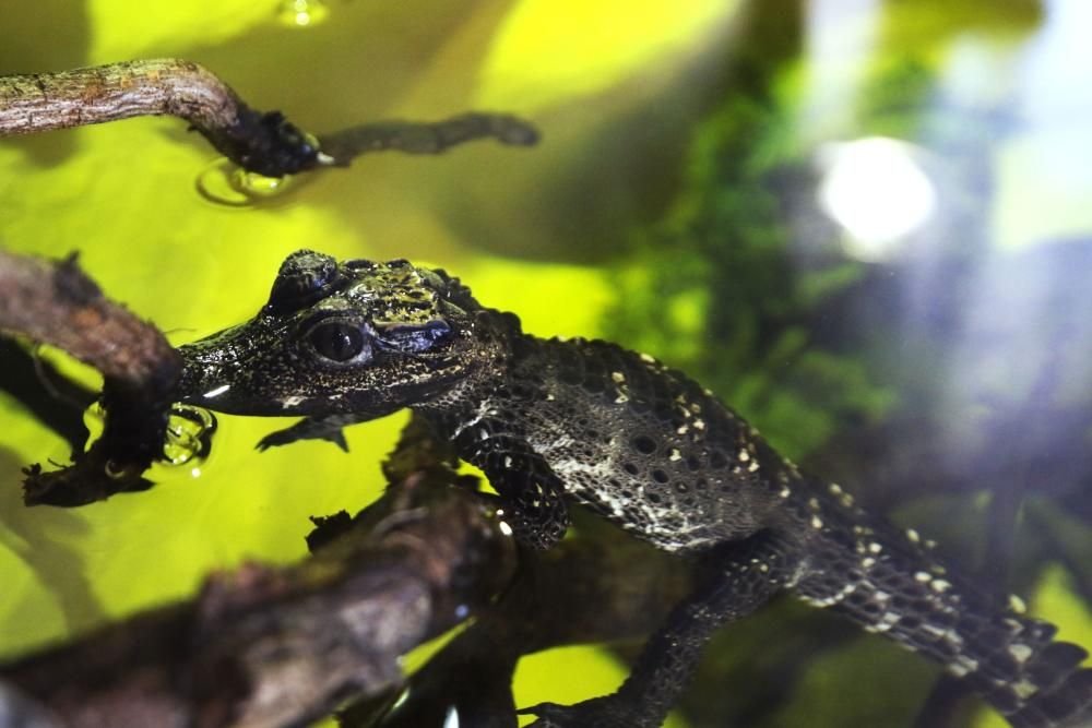 Vigozoo, el hogar de la mayor colonia de hormigas tropicales. // Alba Villar