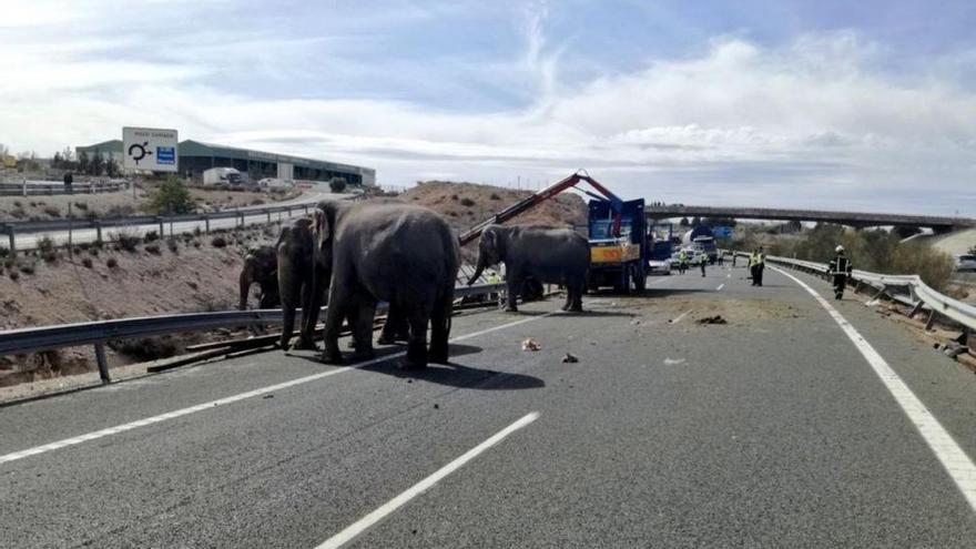 Un camión cargado de elefantes de circo vuelca en una autopista en Albacete