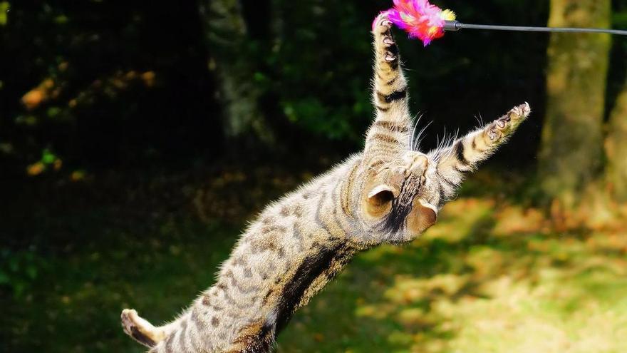 GATO | ¿Cómo tranquilizar a un gato hiperactivo?