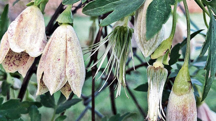 Die Winterblüten der Macchia-Waldreben auf Mallorca