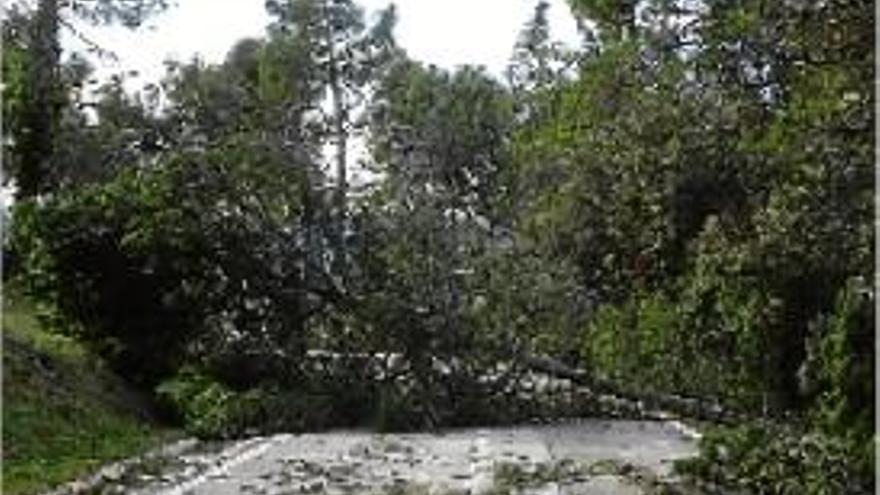 La carretera de Calders a Artés, tallada per un arbre tombat pel vent