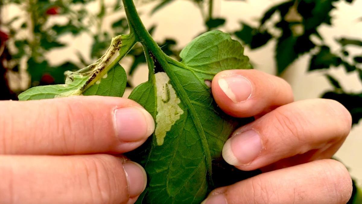 Larva de Tuta absoluta en el interior de una hoja de tomate