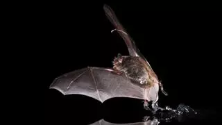 La sequía amenaza a los murciélagos acuáticos de Catalunya