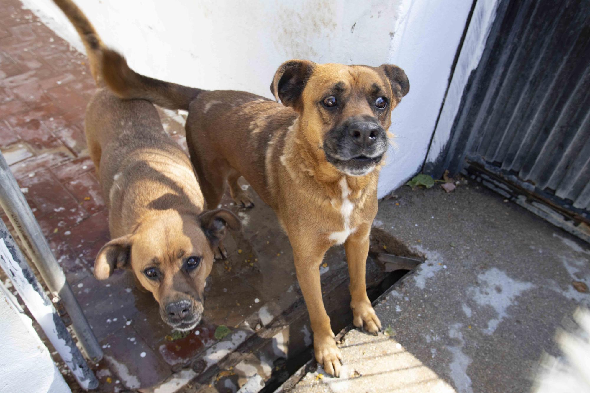 La protectora de Xàtiva alerta sobre el aumento de abandonos en verano