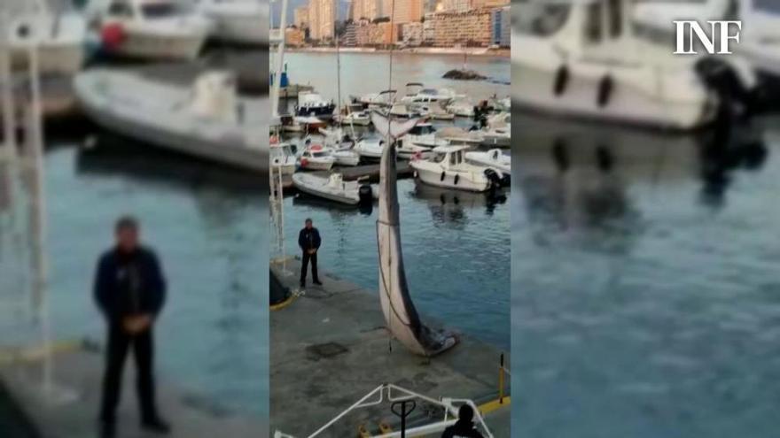 Aparece una ballena de seis metros y una tonelada en Benidorm