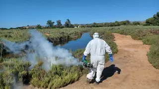 Repunte de los mosquitos por la última dana en Castellón pese a los tratamientos aéreos