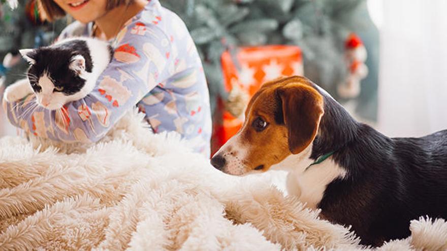 Hay cantidad de regalos de Navidad perfectos para nuestras mascotas
