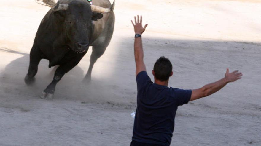 Un toro mata a un hombre en Moncofa