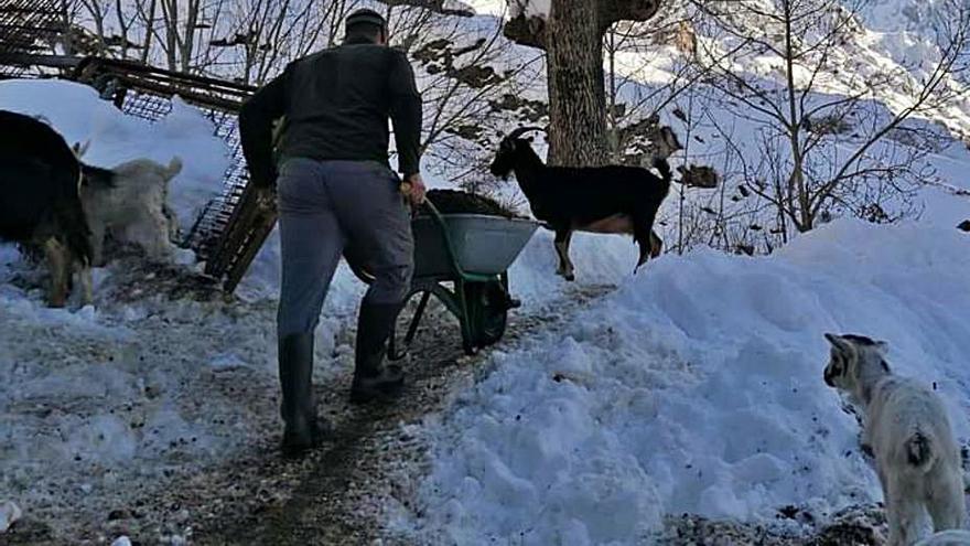 Javier Díaz, entre la nieve con los animales, a mediados de enero, en pleno temporal.