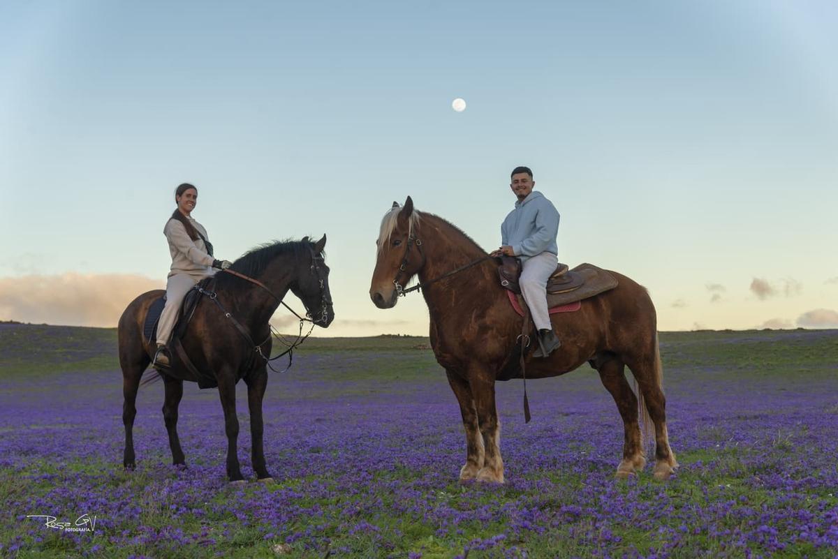 Un manto de flores lilas tapiza el sur de Lanzarote tras las lluvias