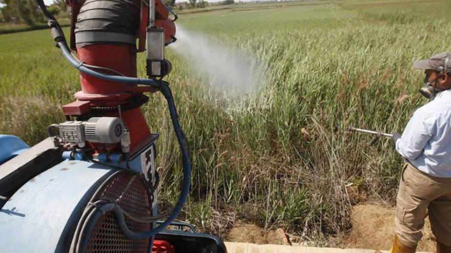 La lluvia obliga a volver a fumigar ante la peor plaga de mosquitos “en años”