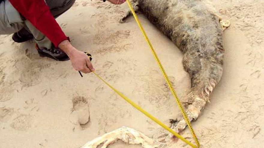 Aparece el cadáver de un delfín en Corralejo