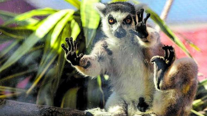 Un lemur recuperado en las instalaciones del Cofib de Naturaparc.