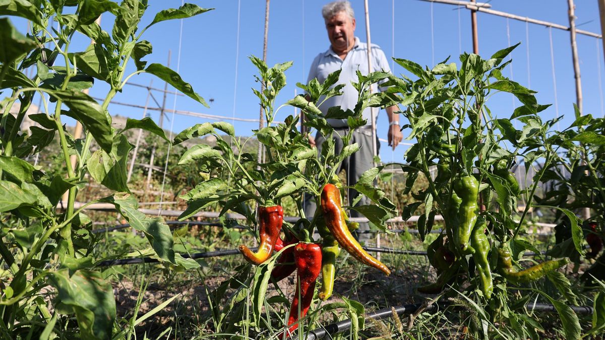 La agricultura ecológica ha experimentado un auge y se contempla como una vía de futuro para el sector.
