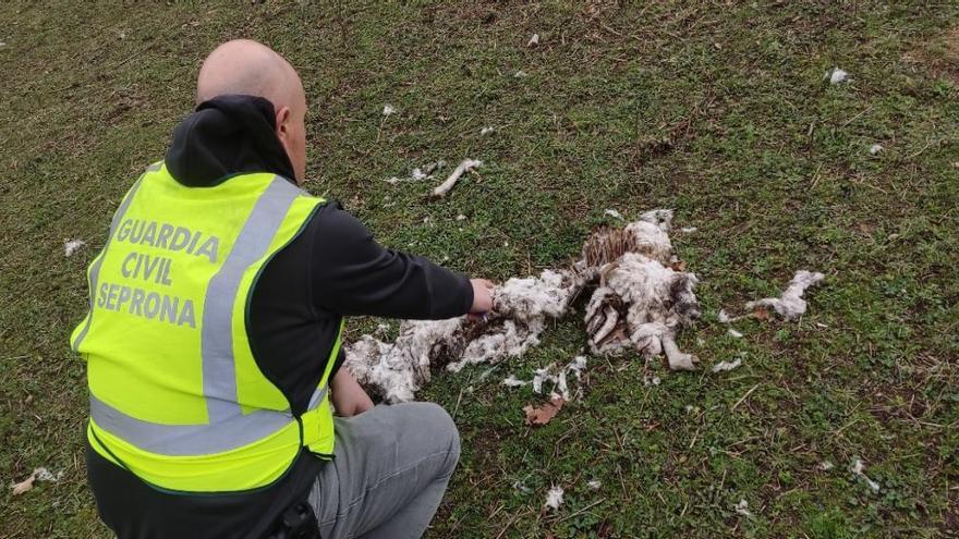 Un agente del Seprona de Ourense examina restos de animales muertos en la finca.
