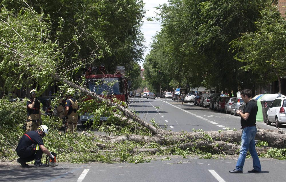 Un árbol se derrumba en la avenida de Burjassot de Valencia