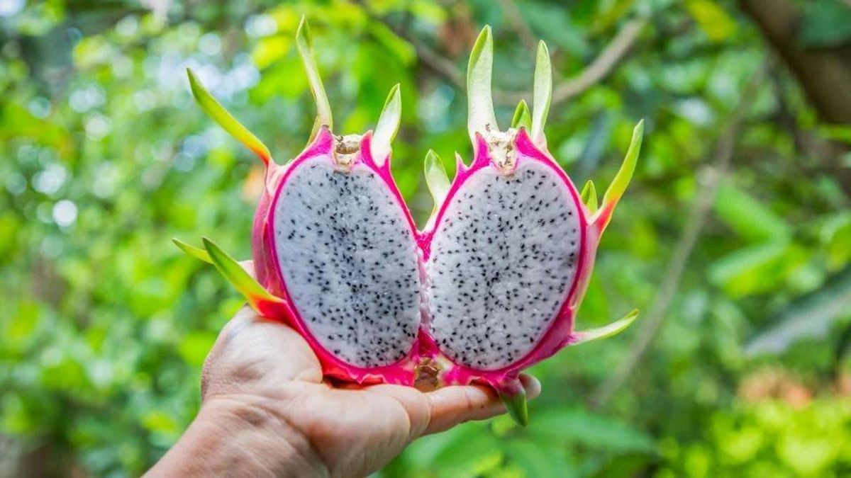 Tenerife’s Commitment to Sustainable Pitaya Cultivation through New Agreement