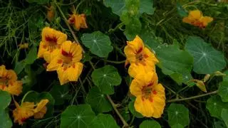 El Barranco Guiniguada florece: un esplendor natural tras las lluvias en Gran Canaria