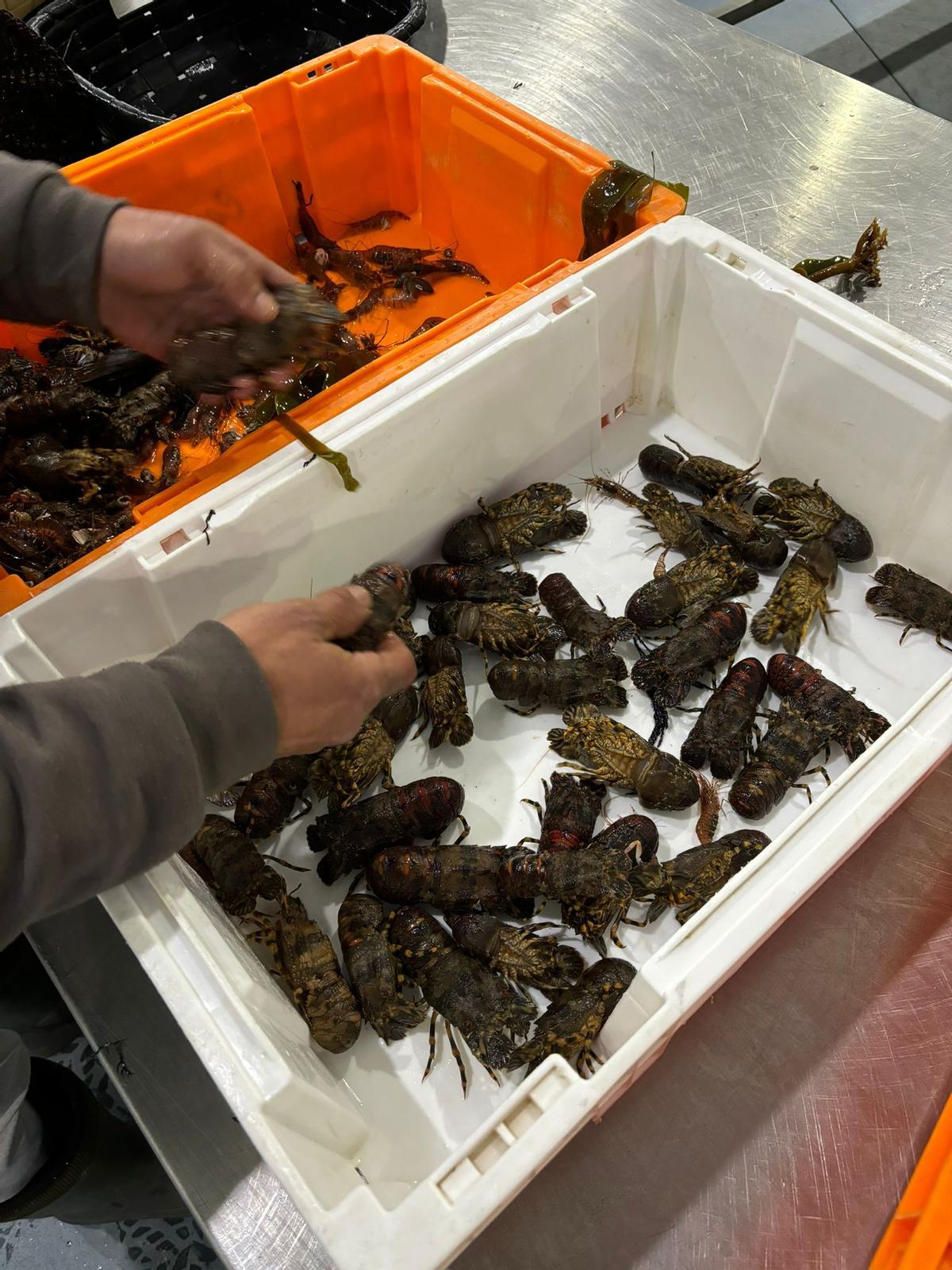 Santiaguiños a la venta en O Grove, ayer.