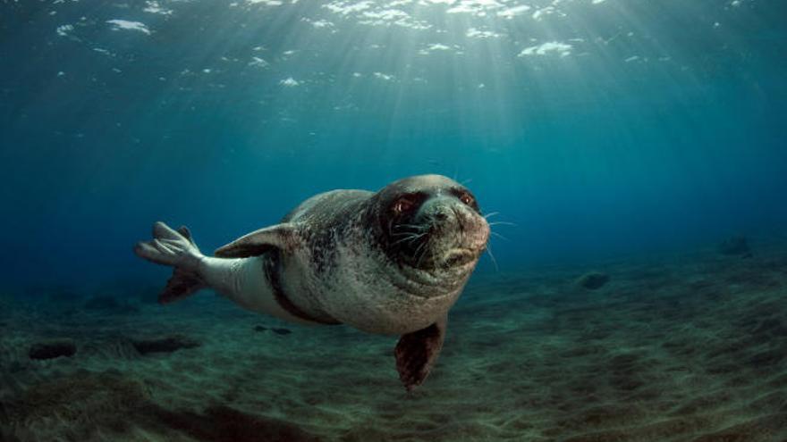 La colonia en la que se centra el proyecto en el que colabora Loro Parque se encuentra en las islas Desertas.