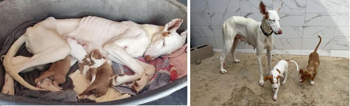 La perra en estado de inanición encontrada junto a sus cachorros, antes y después de ser atendida por Huellas Callejeras.