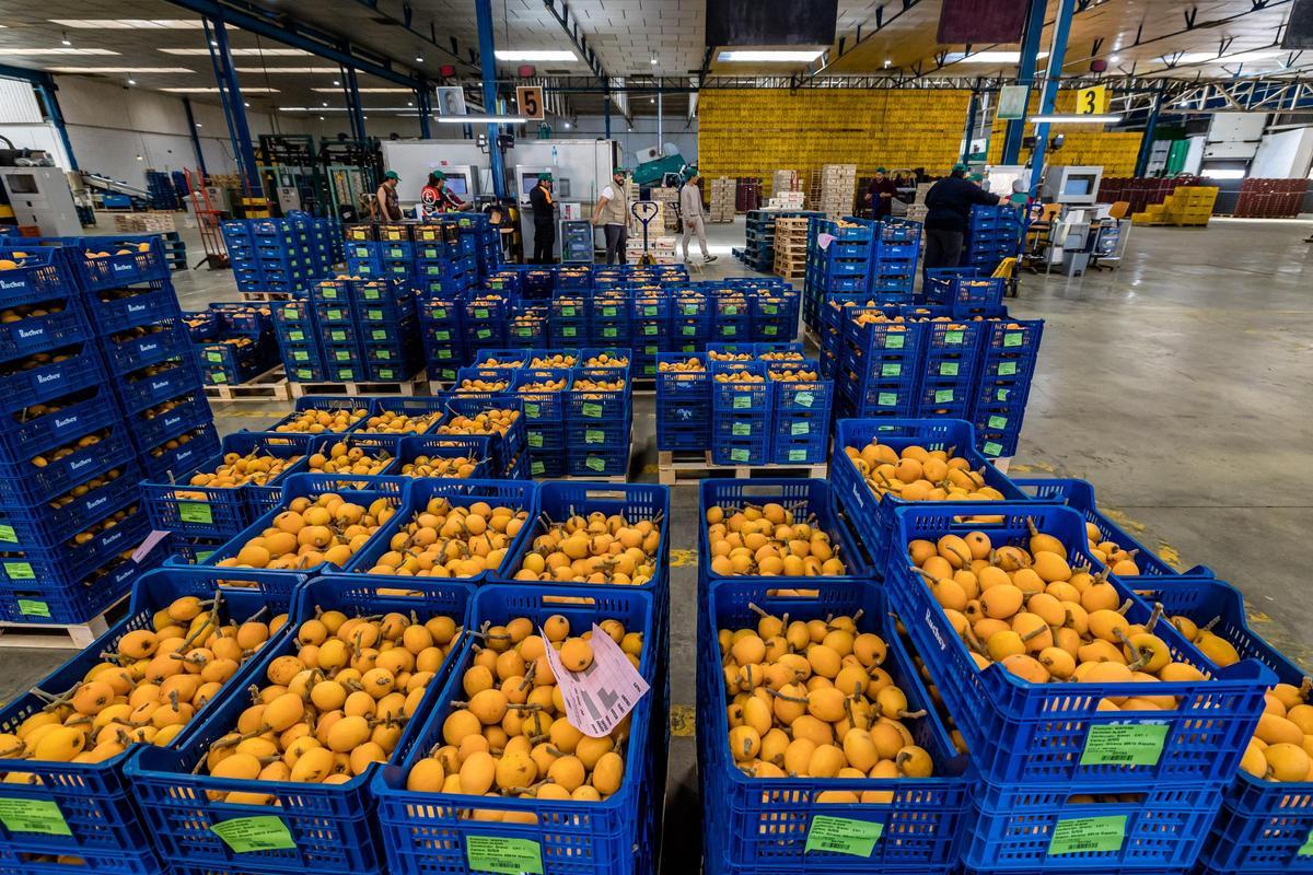 Almacén de la cooperativa de Callosa d'En Sarrià.