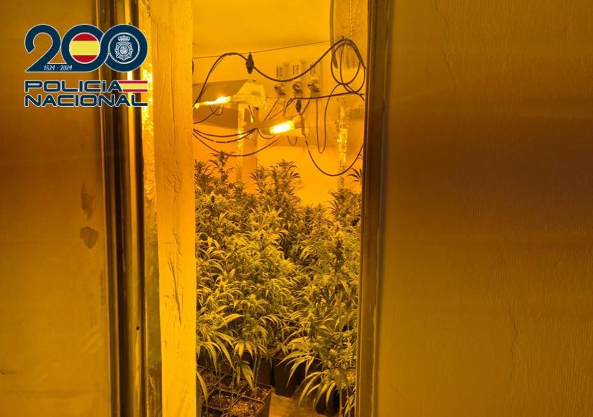 Otra de las zonas habilitadas como cultivo.