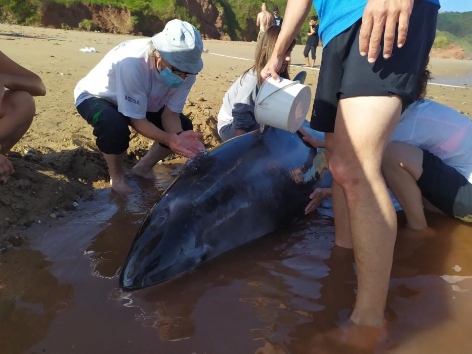 Al rescate de un delfín en Ribadesella