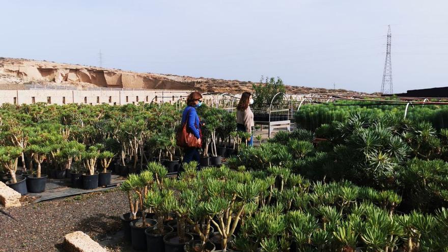 The Las Eres island nursery produces 10,000 specimens of native plants