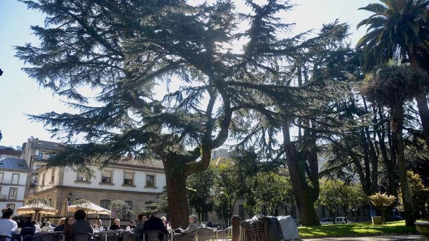 Cedros del Himalaya en el los Jardines de Vincenti. // Rafa Vázquez