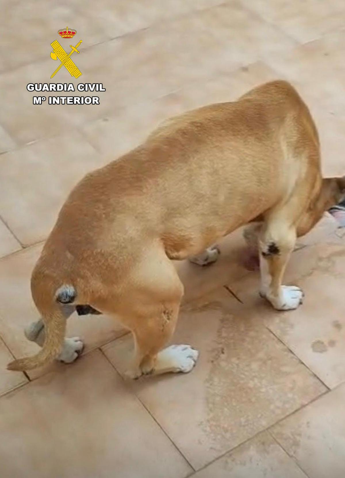 El can sufría varias heridas y afecciones sin tratar