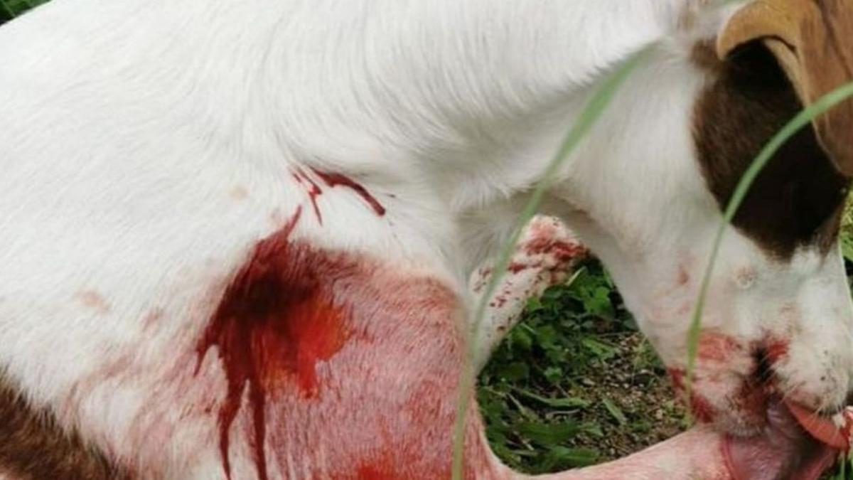 El animal se lame la sangre que manaba de la herida provocada por la flecha (abajo).