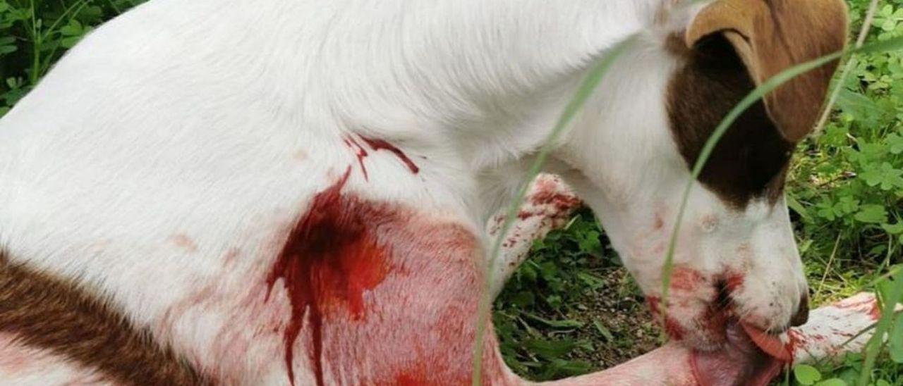 El animal se lame la sangre que manaba de la herida provocada por la flecha (abajo).